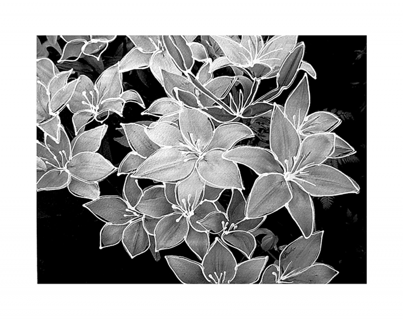 Neutral Lilies 2 by artist Francine Funke